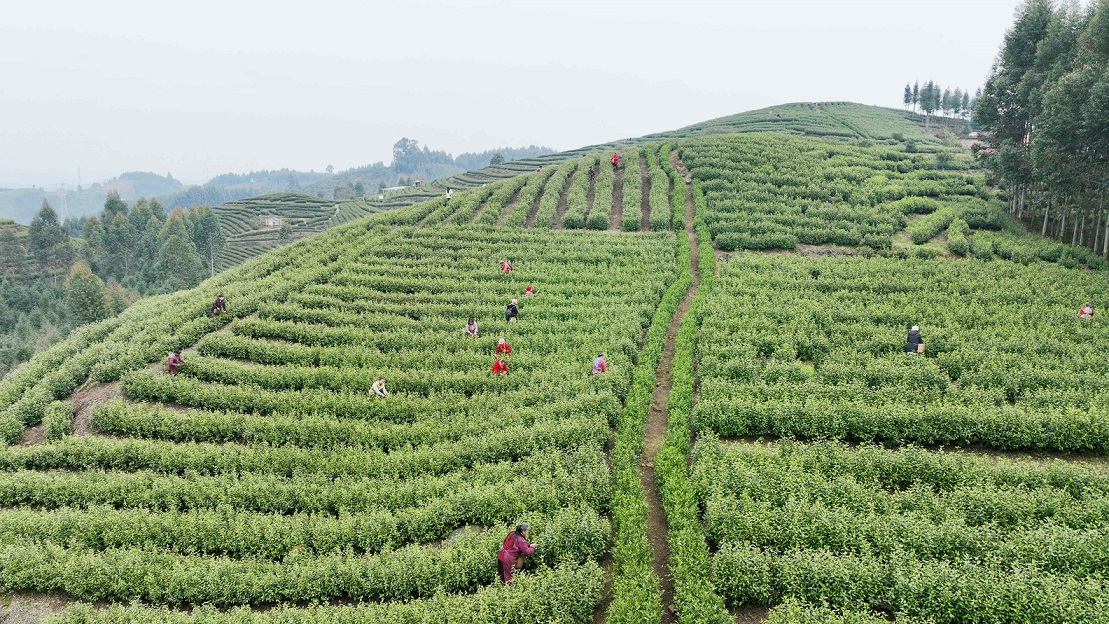 乐山市五通桥区石麟镇人大代表王席云:以茶为媒,引领乡村振兴致富路 乐山市五通桥区石麟镇人大代表王席云:以茶为媒,引领乡村振兴致富路