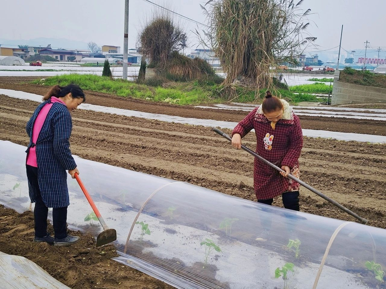 乐山市五通桥区金粟镇:春耕备耕正当时 不误农时不负春 第 1 张 乐山市五通桥区金粟镇:春耕备耕正当时 不误农时不负春 第 1 张